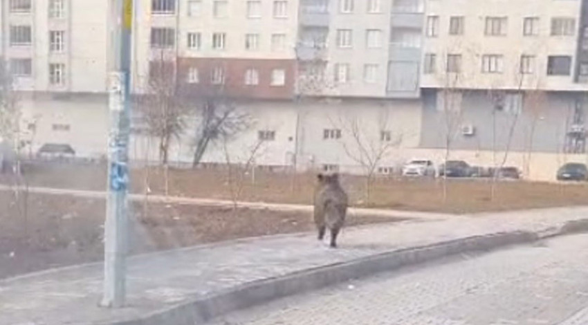 Bitlis'te ilçe merkezinde yaban domuzu korkusu