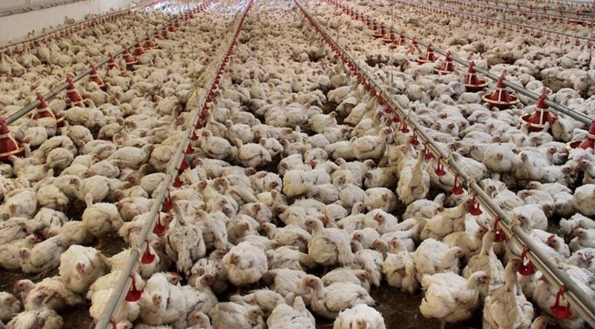 TÜİK açıkladı: Tavuk eti üretimi azaldı, yumurta ve içme sütü üretimi arttı