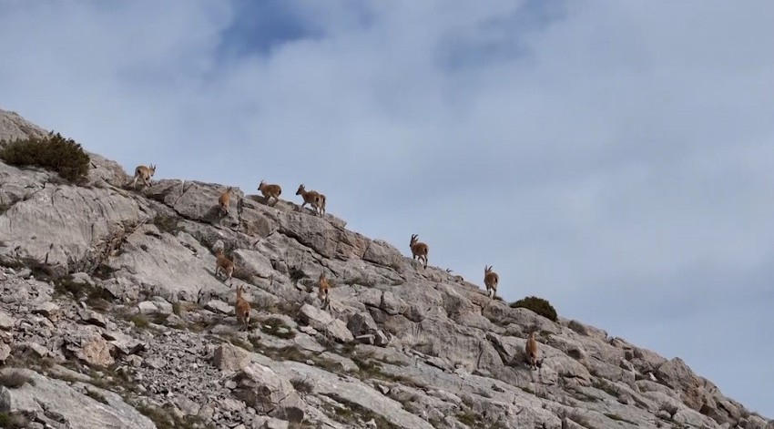 Doğanın ender cambazları Erzincan'da görüntülendi! Hepsi koruma altında - Resim : 1