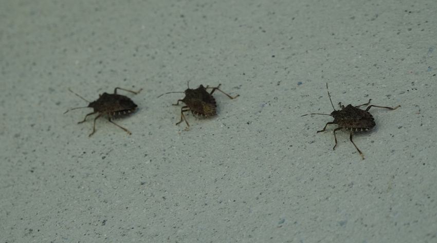 Prof. Dr. Özlü'den korkutan 'kahverengi kokarca' uyarısı: "Zarar verebilir" - Resim : 1