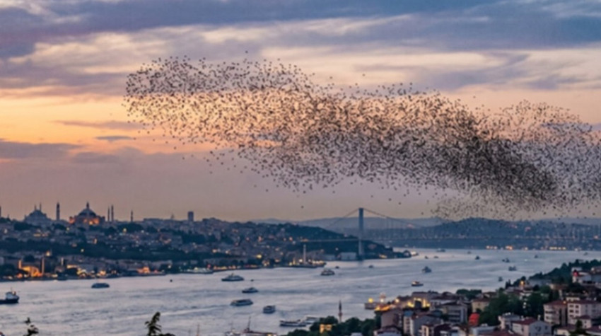 Balkanlardan Türkiye'ye girdiler, İstanbul'da gören telefonuna sarıldı! Sokakta, balkonda, evde... Vatandaşlar ne yapacağını şaşırdı - Resim : 1