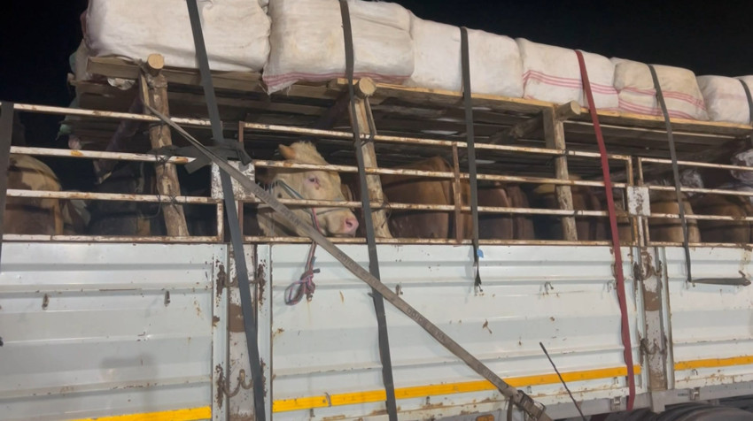 Türkiye'nin birçok noktasından yola çıkan kurbanlık hayvanlar İstanbul'a girmeye başladı! - Resim : 1