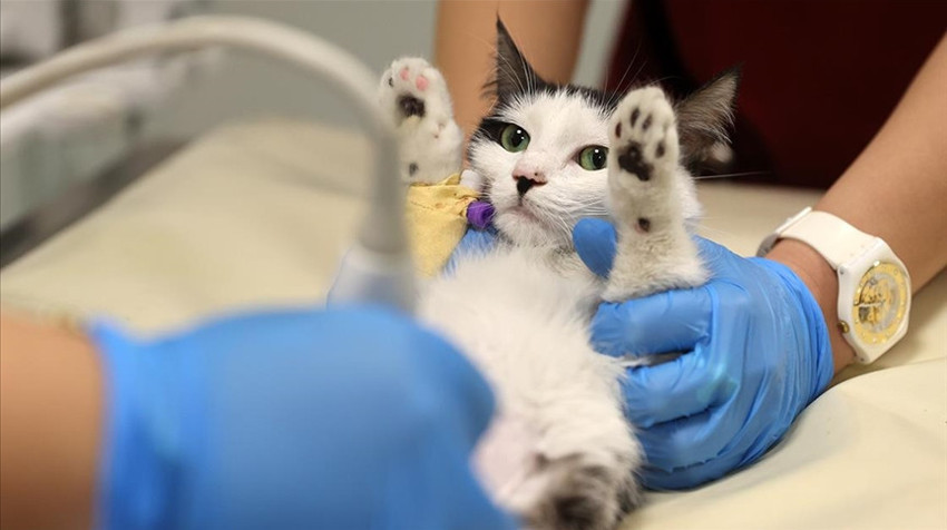 Yavru kedide AIDS tespit edildi! Peki insana bulaşır mı? İşte detaylar.. - Resim : 1