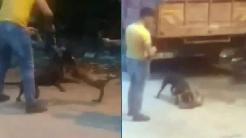 Vahşet! Köpeğine sokak kedisini böyle parçalattı