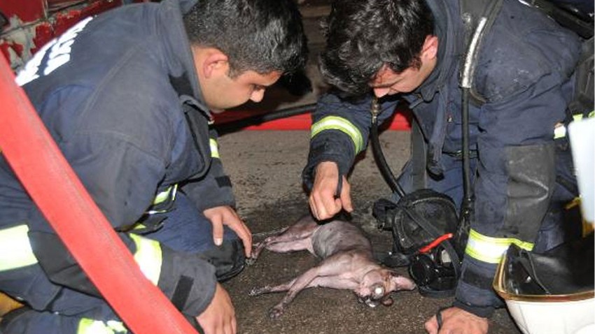 İtfaiye eri kediyi kalp masajı ve suni teneffüsle hayata döndürdü