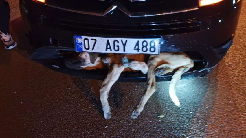 Aracın çarptığı köpek tampona sıkıştı