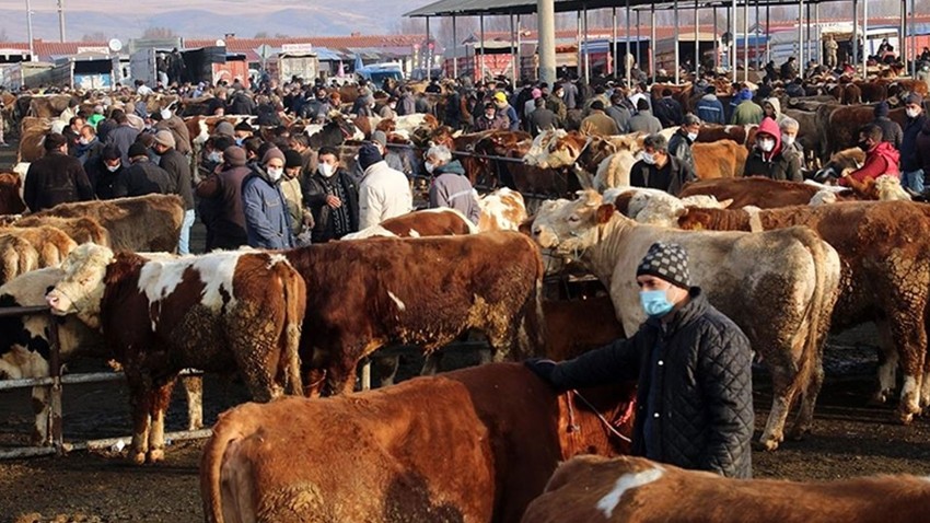 Denizli, Elazığ, Kars'ta aynı anda görüldü, devlet yetkilileri hemen devreye girdi... Tüm hayvan pazarları kapatıldı