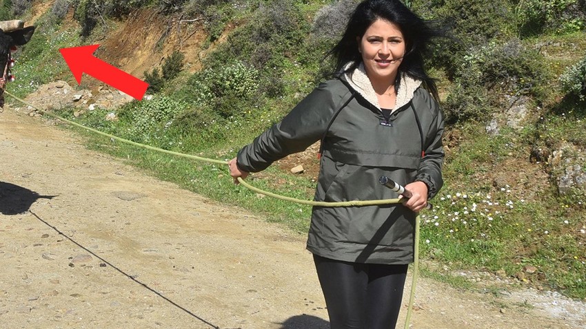 Muğla Bodrum'da Buse Bozdağ'ın yetiştirdiği boğayı görenler duraksayıp yeniden bakıyor. Bu ne böyle
