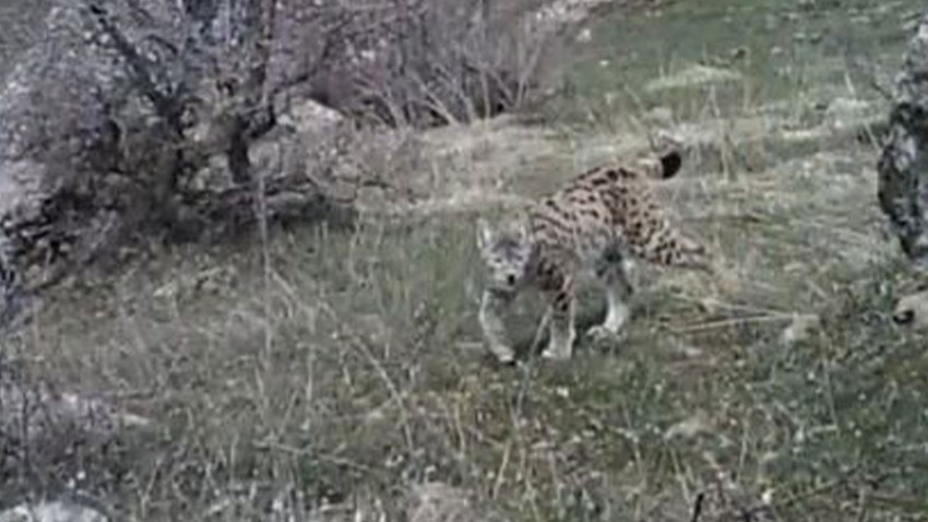 Bu kareler Afrika'dan değil Türkiye'den... Doğa koruma parkında kaydedilen görüntülerde yüzlerce canlı objektiflere yakalandı