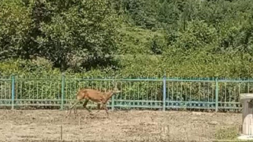 Ormanda yiyecek sıkıntısı çeken karaca köye kadar indi…Vatandaşlar kameralarıyla görüntüledi