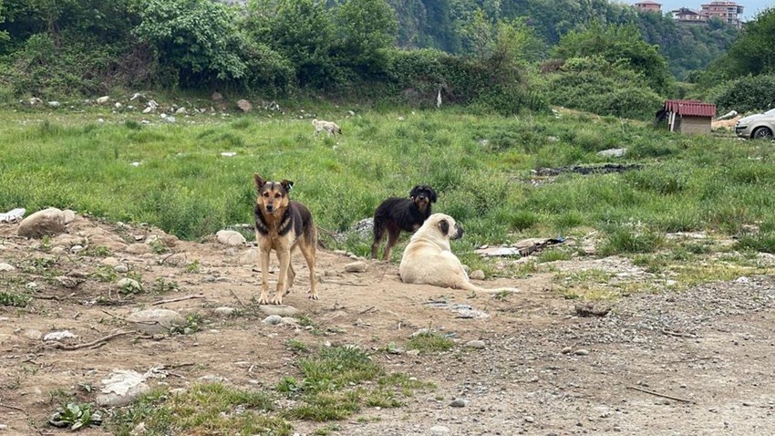 Rize'de başıboş sokak köpekleri ahırlara girerek ilçe sakinlerinin hayvanlarını telef etti!