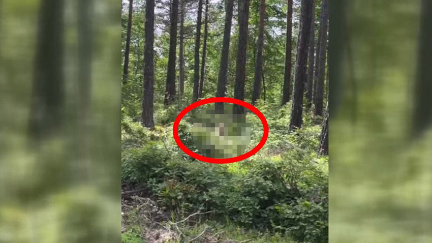 Sinop'ta vahşi doğanın hayvanı ormanda ortaya çıktı. O hayvanı görenlerin eli zangır zangır titredi