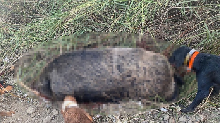 Manisa'da avcıların 300 kiloluk devasa avı! Çiftçilerin korkulu rüyası olan canlıyı avladılar