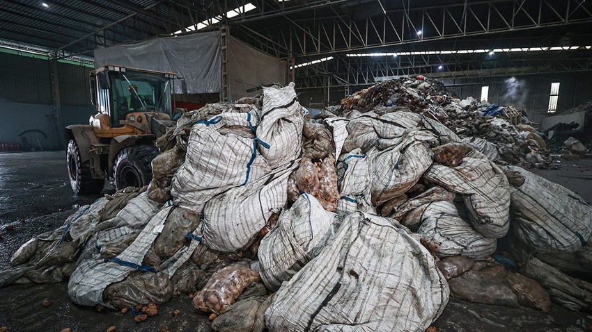 Sofraların vazgeçilmez sebzesinde hastalık: 400 ton imha edildi, 2 bin 100 ton da sırada