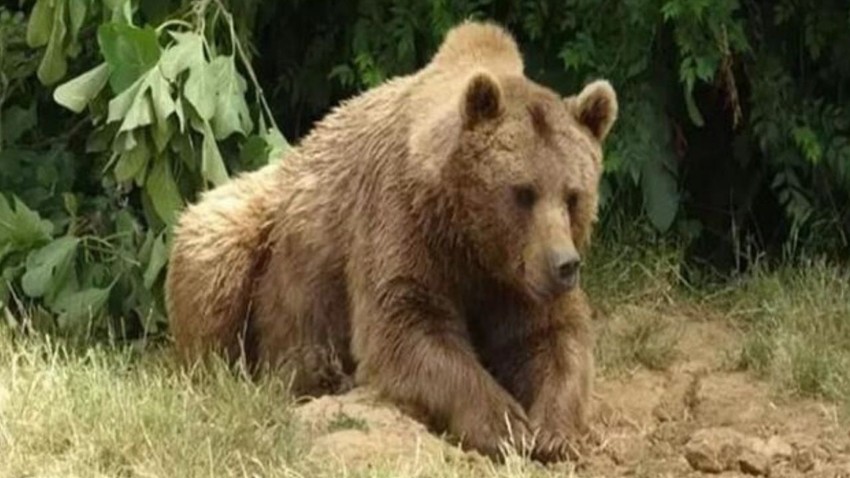 Barınaktan kaçan bozayı, 8 gün sonra Karacabey Longoz Ormanları’nda yakalandı