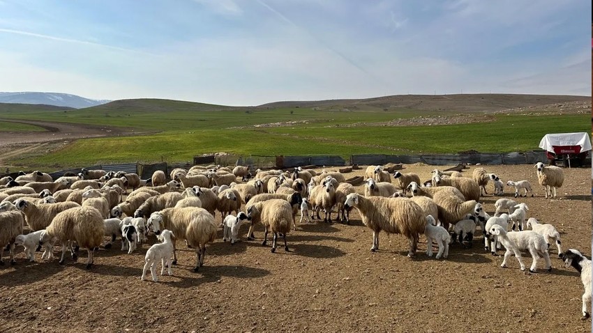 114 hayvan şüpheli şekilde ölmüştü! O il karantinaya alındı