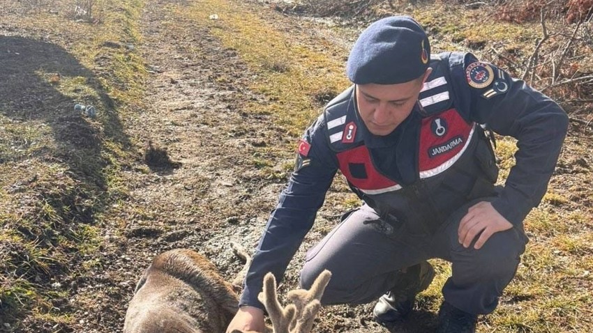 Kastamonu'da devriye atan jandarma ekibi yol kenarında gördü. Yaralı ve bitkindi. Hemen tedavi altına alındı