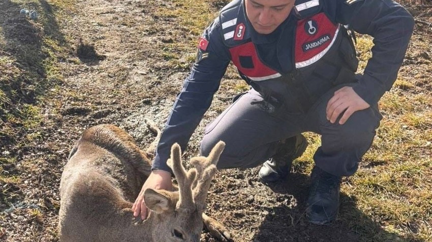 Kastamonu'da jandarma ekipleri devriye sırasında bulunca hemen korumaya aldı. Etrafa baktılar sadece 1 tane vardı