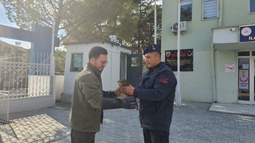 Uşak'ta devriye atan jandarma ekipleri yol kenarında buldu. Yaralı ve bitkin canlı, tedavi edilmek üzere ekiplere teslim edildi