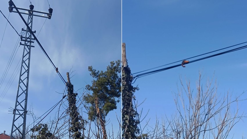 Karabük'te telefon direğindeki tellerde yürürken görüldü. Bir bakan bir daha baktı