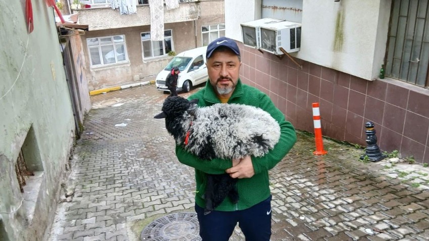 Giresun'da sahiplendiği kuzuyla şehrin maskotu oldu