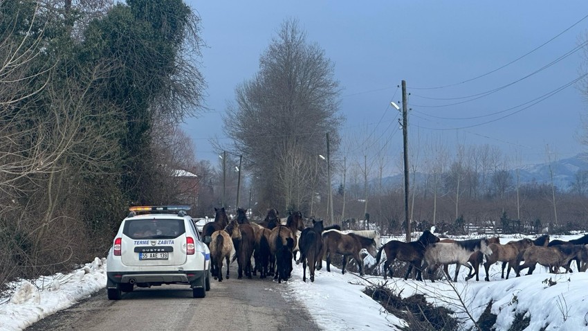 Samsun'da şehrin farklı noktalarında başıboş hayvanlar sürü halinde ortaya çıktılar. Çok sayıda ihbar üzerine ekipler harekete geçti