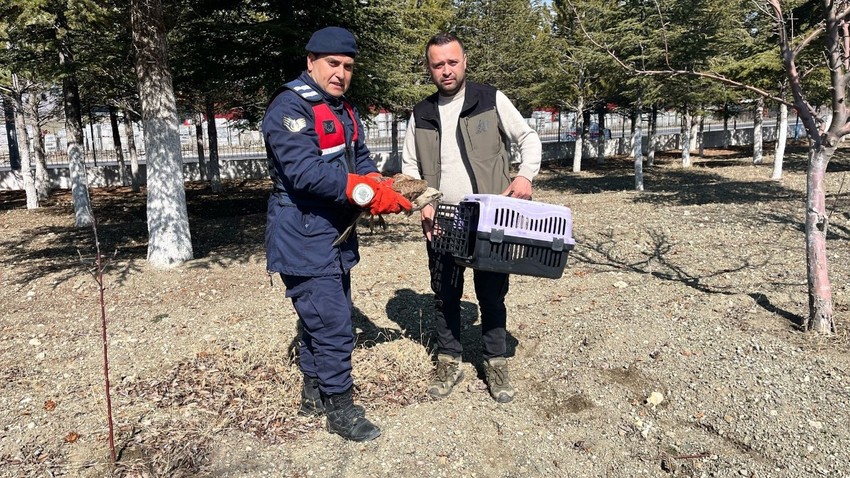 Afyonkarahisar’da duyarlı vatandaşlar yaralı halde buldu. Jandarmaya teslim edildi