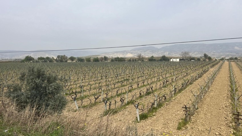 Denizli'de 60.000 hektarlık alanda çalışmalar sona erdi. Erken gelen bahar ile birlikte dallar uyanmaya başladı