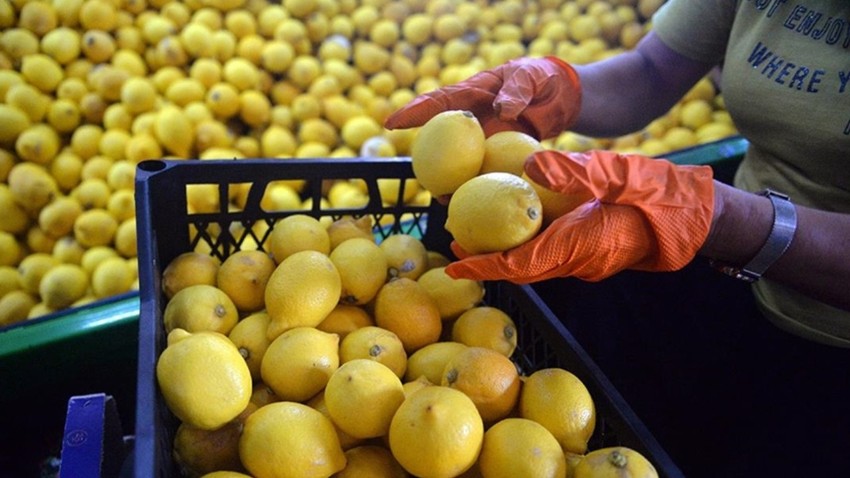 Limon ihracatı durduruldu
