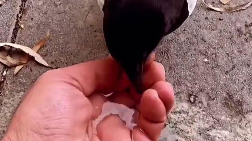 Erzurum'da esnafın maskotu haline geldi! Sosyal medya paylaşımları yoğun ilgi gördü