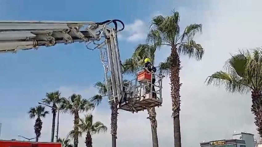 Mersin'de karayolunda bulunan palmiye ağacında mahsur kaldı. İmdadına koşan ekipler, trafiği durdurup kurtardı