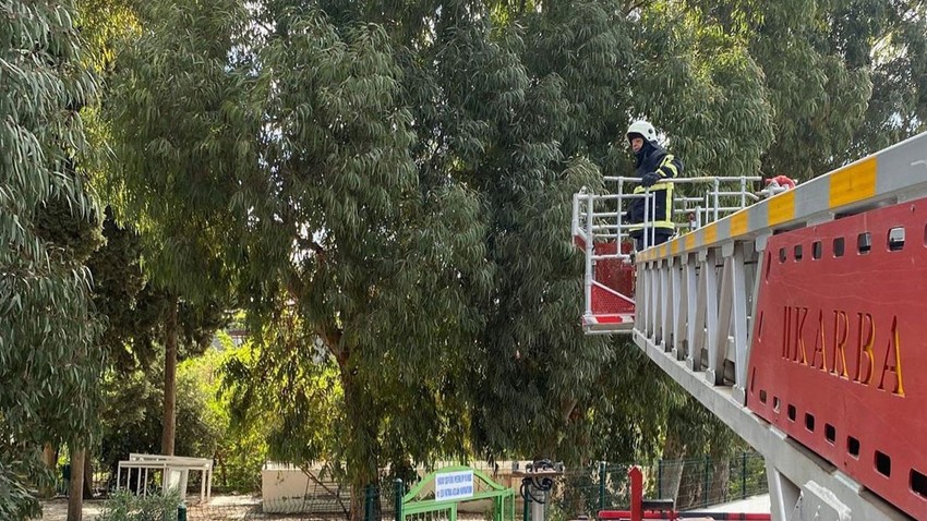 Hatay'da ağaçta mahsur kaldığını gören vatandaşlar itfaiyeye haber verdi. Ekiplerin müdahalesiyle sağ salim kurtarıldı