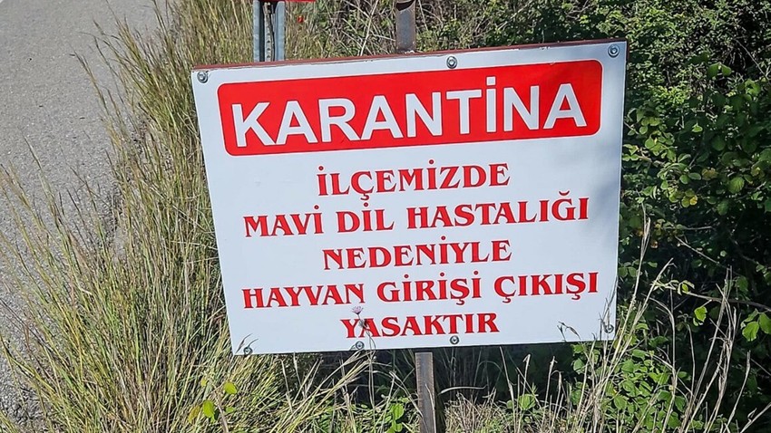 Datça'da 'mavi dil hastalığı' karantinası