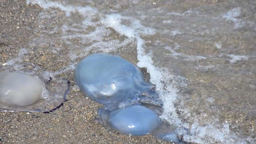 Uzmanından 'denizanası' ile ilgili temas uyarısı! "Kesinlikle dokunulmamalı"