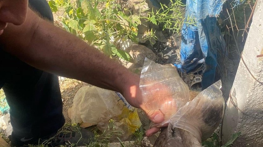 Hatay'da yavru hayvanın kafasının bidona sıkıştığını fark etti. İmdadına itfaiye ekipleri koştu