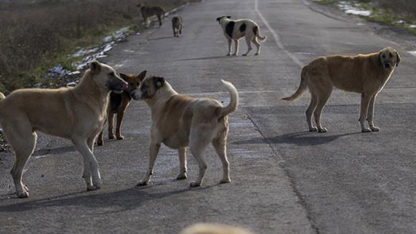 Bakan Yumaklı duyurdu! Sahipsiz sokak köpekleri denetimlerinde veterinerlere görev