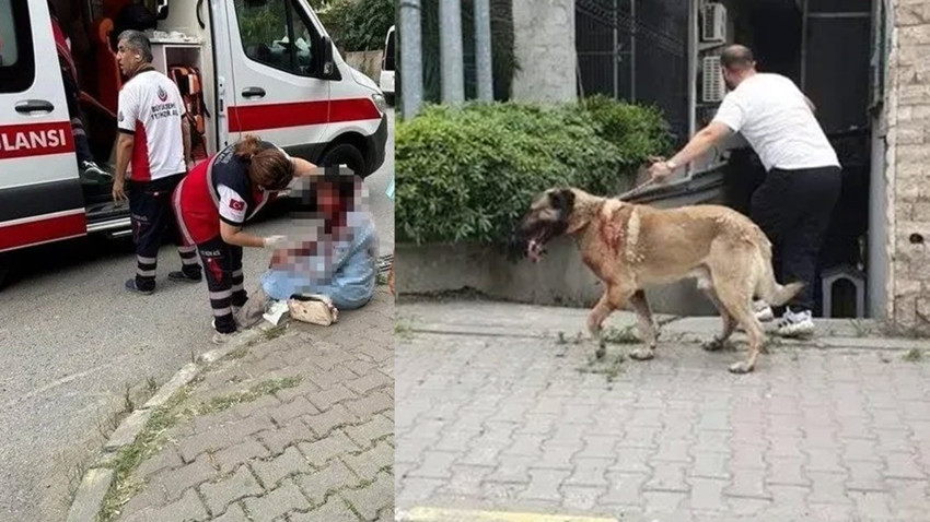 Ataşehir'de başıboş köpek dehşeti: Yargıtay üyesinin eşi dehşet anlarını anlattı!