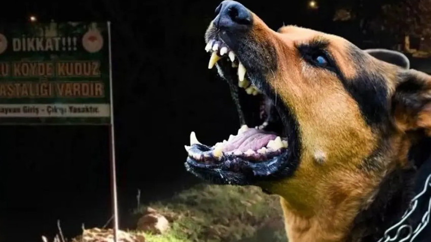 Sokak hayvanları yasası hakkında AYM'den karar çıktı!