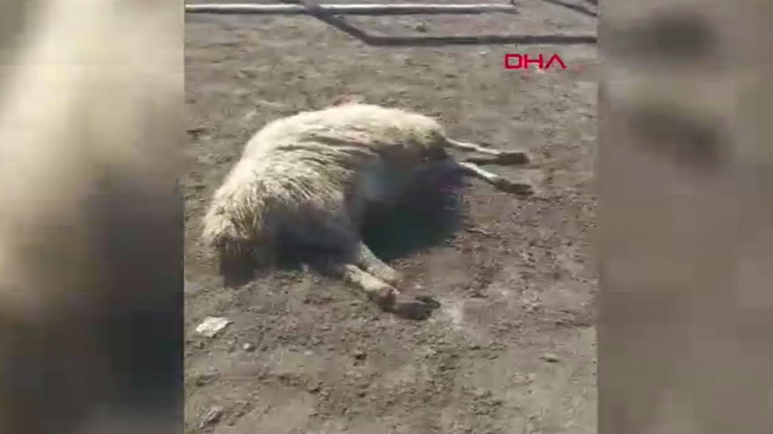 Burdur'da 12 tane koyun teker teker telef oldu. Hayvanları o halde gören çoban yıkıldı kaldı