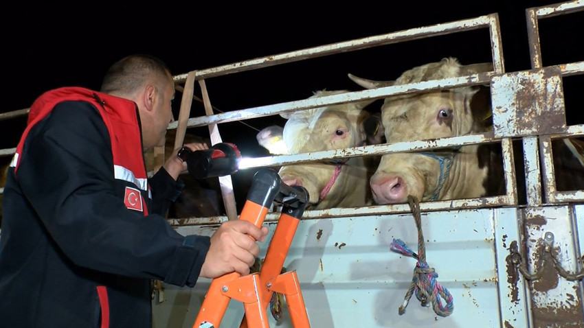 Türkiye'nin birçok noktasından yola çıkan kurbanlık hayvanlar İstanbul'a girmeye başladı!