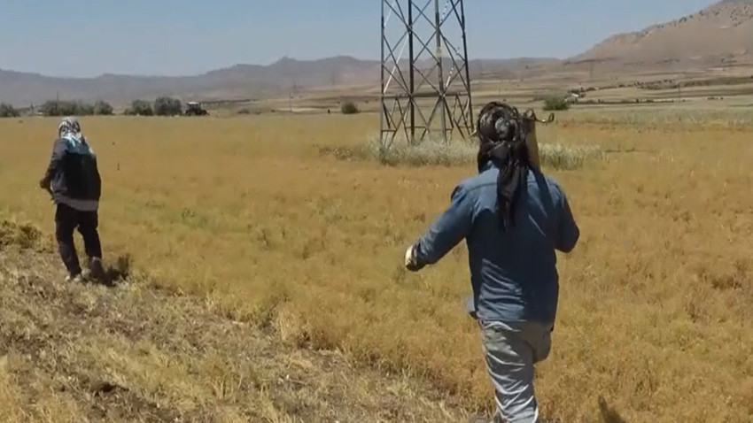 Batman Gercüş’te mercimek hasadında bu sene rekolte kuraklık nedeniyle düşük