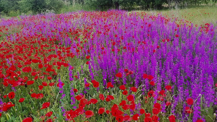 Hisarcık’ta baharın renkleri görenleri büyülüyor. Gelincik ve mor otlarla kartpostallık görüntüler sunuyor