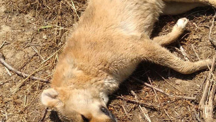 Turgutlu’da sokak hayvanları zehirlenerek öldürüldü iddiası vatandaşı şaşırttı