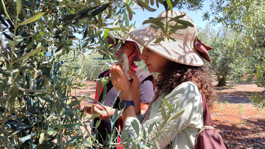 Salihli’de zeytinlikleri tehdit eden zeytin güvesi için harekete geçildi. Üreticilere İlaçlama Uyarısı Yapıldı