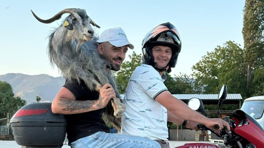 Hayvan pazarında kaçan kurbanlık hayvanı motosikletle takip edip yakaladılar