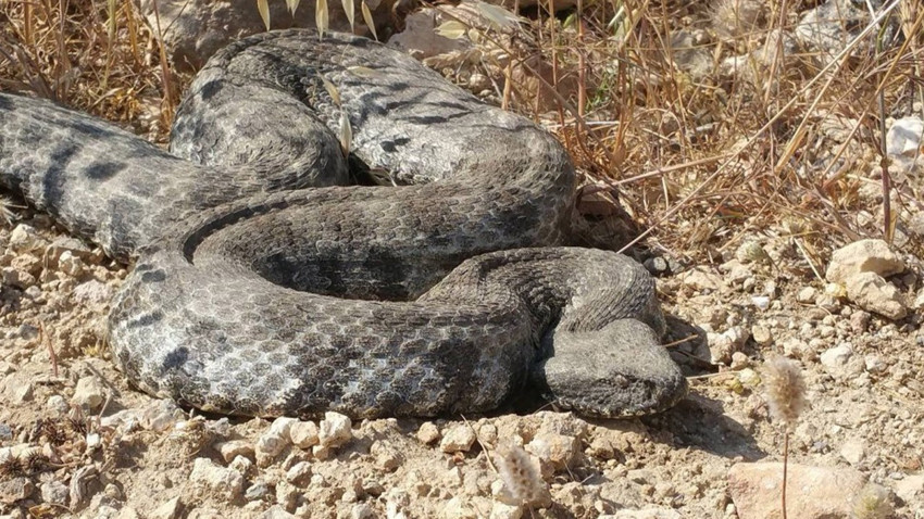 Şırnak'ta yılanın ısırdığı bir kişi hayatını kaybetti