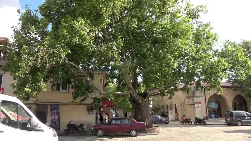 Adıyaman Tut’taki 600 yıllık anıt çınar ilçenin simgesi oldu