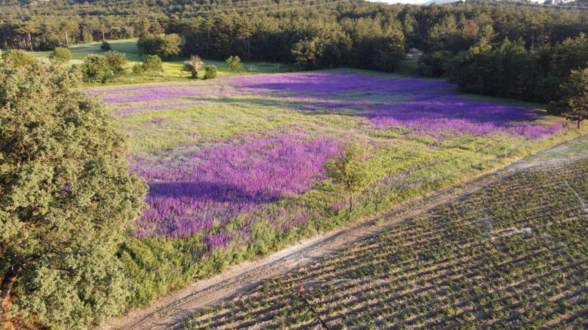 Bolu’da buğday tarlası çiçek bahçesine dönüştü