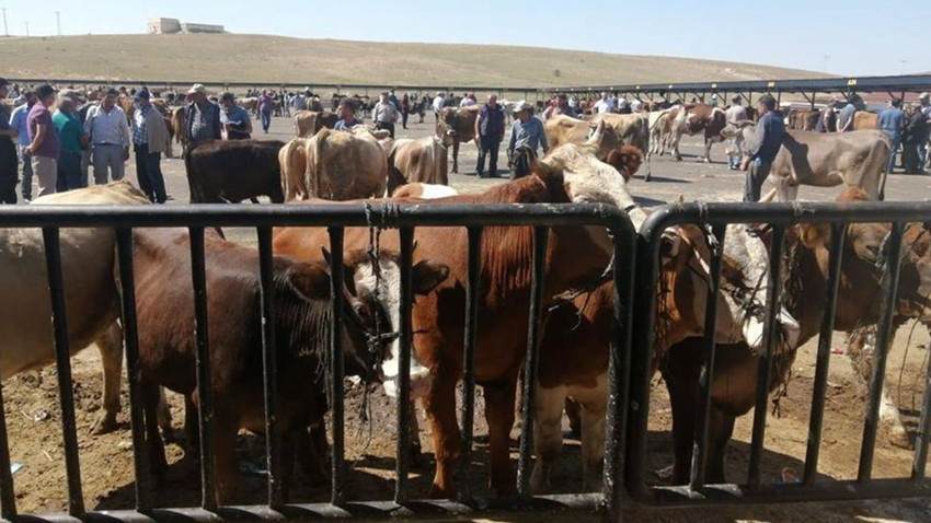 Bayburt'ta şap hastalığı nedeniyle 14 köy ve 4 mahalle karantinaya alındı