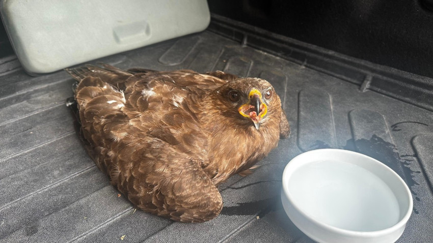 Ardahan’da yaralı yavru kartal tedavi altına alındı